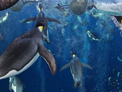 Bando de pinguins imperador nas águas do mar de Ross.