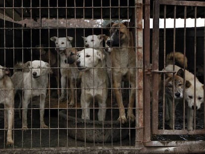 Perros enjaulados en una granja de Corea del Sur.