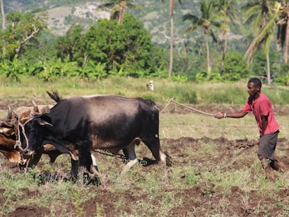 Agricultores haitianos vuelven a sembrar para tratar de salvar la cosecha.