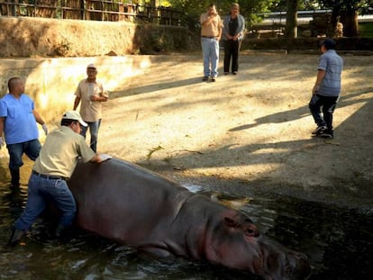 Personal del zoológico nacional, atendiendo al hipopótamo Gustavito en San Salvador.