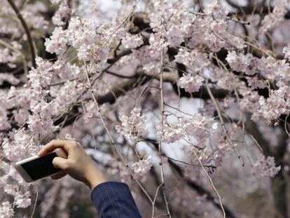 Un hombre fotografía las flores de los cerezos en Tokio.