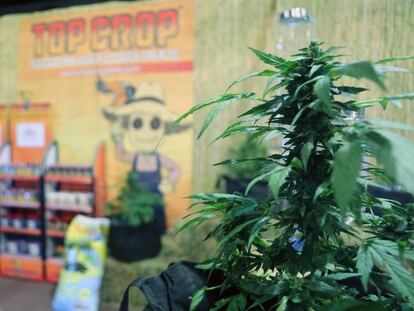 Una planta de marihuana en un puesto de la tercera edición de Expocannabis, en Montevideo (Uruguay) en diciembre de 2016.
