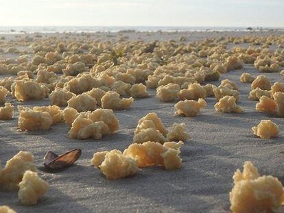 Bolas amarillas con una textura similar a la de una esponja que han surgido en la costa del norte de Francia.