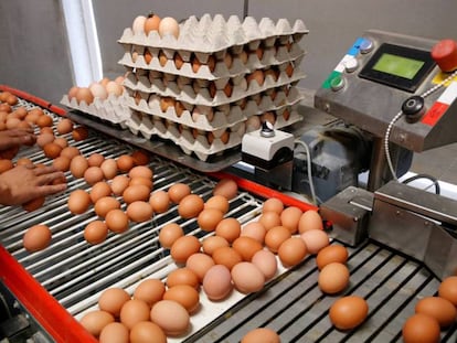 Un trabajador en una granja de huevos en Bélgica, este martes.
