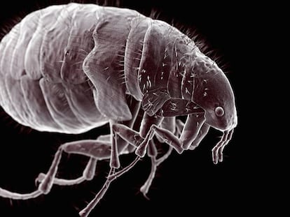 Encuentran pulgas portadoras de la peste negra en Arizona