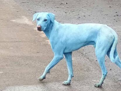 Imagen compartida por la protectora de animales de uno de los perros teñidos de azul.