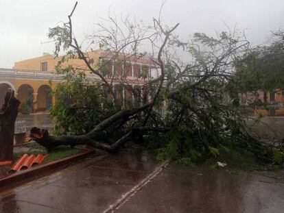 Un árbol caído en Remedios, en el centro de Cuba, durante el paso del huracán Irma este sábado.