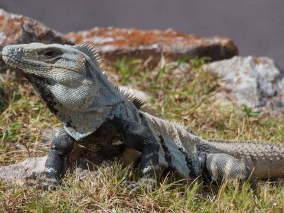 Una iguana de Uxmal, México.