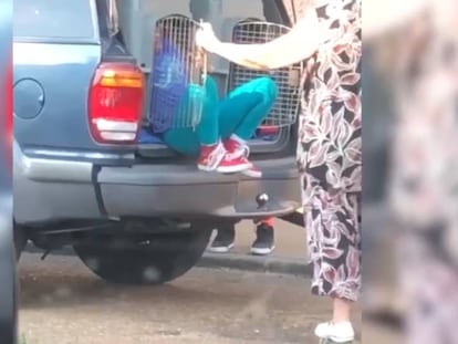 Detenida una mujer en EE UU por llevar a sus nietos en un transportín para perros en el maletero