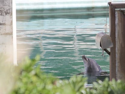 El delfín Honey, abandonado en el zoo de Choshi / En vídeo, un delfín y 46 pingüinos están atrapados en un acuario de Japón (QUALITY-REUTERS)