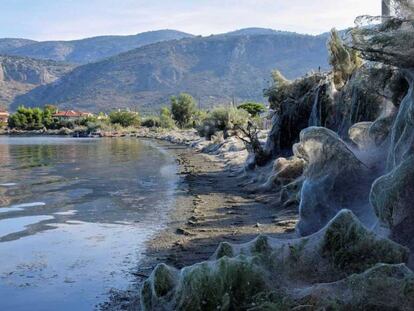 La playa de Aitoliko, al oeste Grecia, invadida por las telarañas.