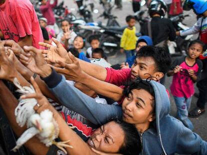Supervivientes de la catástrofe tratan de hacerse con un pollo, este martes en Palu.