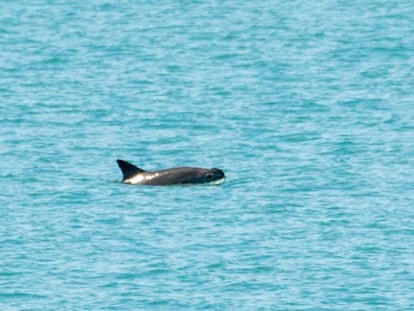 Un ejemplar de vaquita marina,avistado en septiembre de 2018.