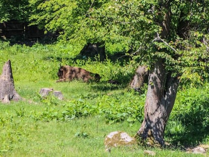 Un bisonte en el bosque de Bialowieza, en Polonia, en julio de 2017.