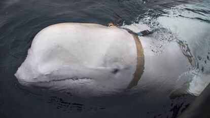 A beluga vista enquanto nadava ao lado de um barco de pesca norueguês.