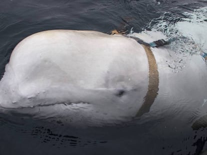 A beluga vista enquanto nadava ao lado de um barco de pesca norueguês.