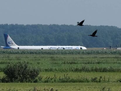 Un avión Airbus A321 de la compañía Ural Airlines, tras aterrizar de emergencia este jueves en un maizal a las afueras de Moscú.