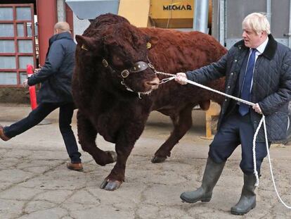 El primer ministro británico, Boris Johnson, tira de un toro durante la visita a una granja de Escocia, este viernes. En vídeo, el rapapolvo de un ciudadano a Johnson por el Brexit.