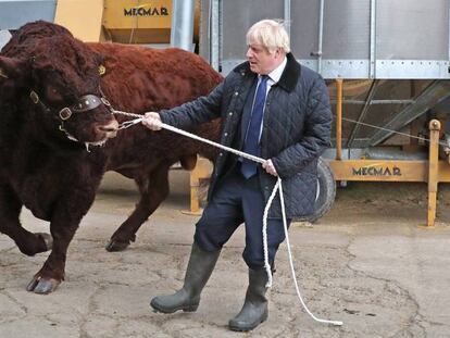 El primer ministro británico, Boris Johnson, tira de un toro durante la visita a una granja de Escocia, este viernes. En vídeo, el rapapolvo de un ciudadano a Johnson por el Brexit.