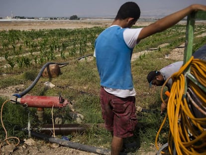 Agricultores palestinos en Tel al Beida, en el valle de Jordán de Cisjordania. En vídeo, la respuesta de la Liga Árabe al anuncio de Netanyahu.