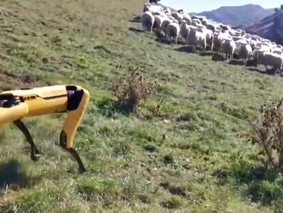 Un robot Spot frente a un rebaño de ovejas. En vídeo, una compañía neozelandesa desarrolla estos robots para que realicen labores en el campo.