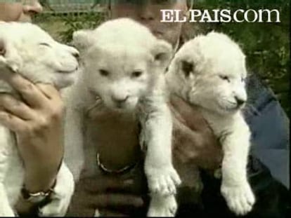 Como desafío a la naturaleza son leones y de color blanco, una rareza del mundo animal.