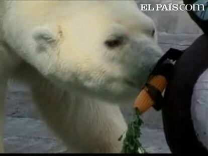 Menuda sorpresa se llevaron los animales del zoo de Buenos Aires cuando se despertaron. Todos tenían sus conejos y huevos de Pascua pero rellenos de su comida favorita. Así, los osos polares, los leones, el orangután.... pudieron unirse a las celebraciones de estas fechas tan señaladas.