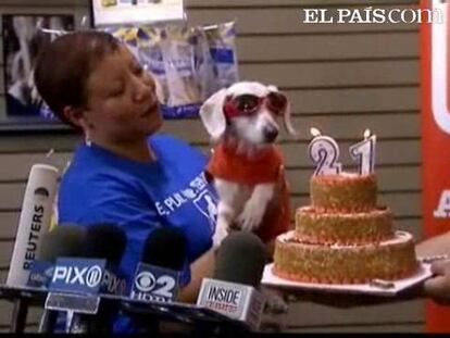 Es el perro más longevo del planeta. Tiene 21 años que equivalen a 147 en un humano. Vive en Nueva York y sólo come cordero y arroz. Esa alimentación y recibir mucho amor son la clave, según su dueña, de la longevidad del canino.