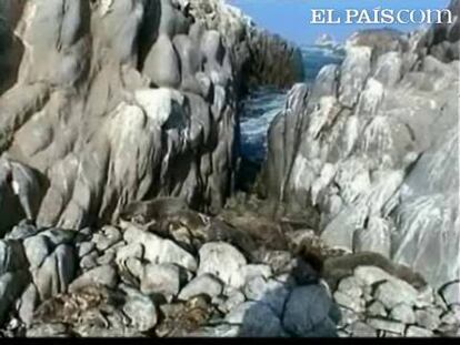 En la costa norte de Chile se cuentan por centenares los leones marinos muertos. Son más de 300 los ejemplares que han perdido la vida el fin de semana. Los científicos no saben explicar el por qué de la muerte. También para ellos es un misterio.