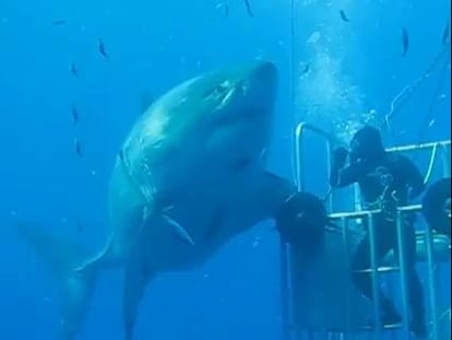 Un tauró blanc gegant recorre les costes de Baixa Califòrnia