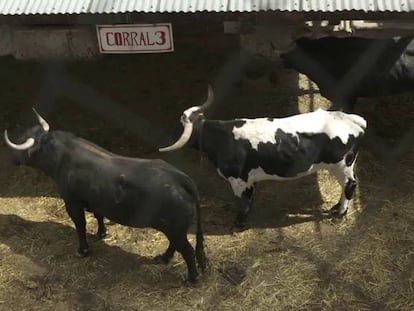 José Tomás reaparece en La México con Bellotero