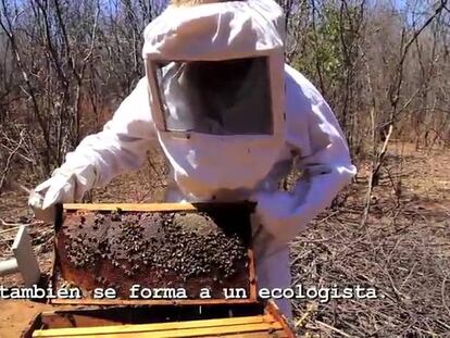 Abejas y humanos, juntos contra el cambio climático