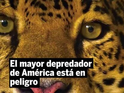 El depredador de América lucha por sobrevivir