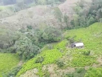 La destrucción de la selva tropical en Colombia