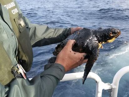 Tortuga boba empapada de fuel recuperada en la zona del naufragio del barco ruso.