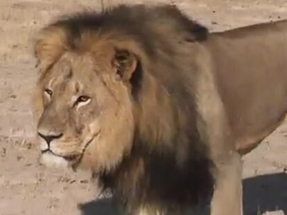 Cecil was recently killed in Zimbabwe by a mystery hunter.