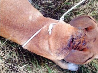 Rescatado un perro apuñalado y atado en un descampado de Almería