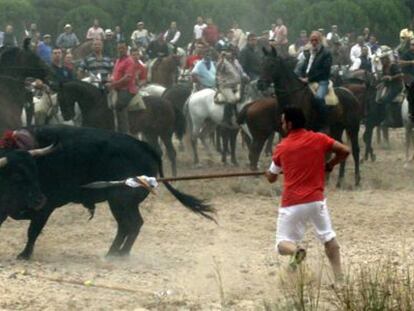 Un juez anula el permiso que autorizó el Toro de la Vega en 2014