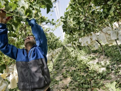 Trabalhador corta um cacho de uvas em Alicante.