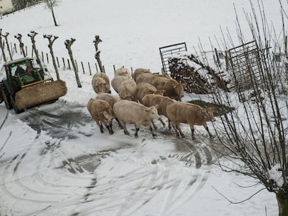 Un grupo de vacas delante de una maquina quitanieves.