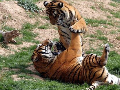 Un par de tigres en el parque Terra Natura, en Benidorm.