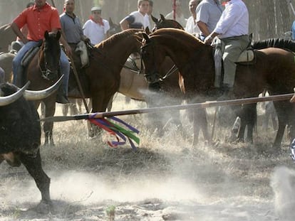 Un mozo alancea al Toro de la Vega, en Tordesillasm, en la edición de 2006.