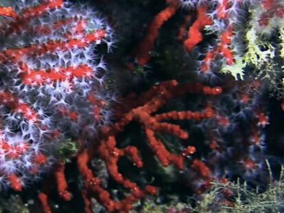 Coral rojo (corallium rubrum) en Mallorca.