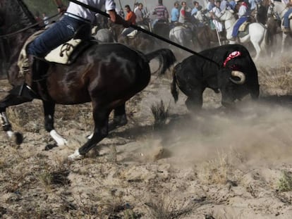 'Platanito', el Toro de la Vega muerto en 2010, alanceado por un caballista.