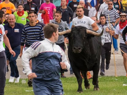 'Pelado', protagonista del Toro de la Peña, a la salida de Tordesillas.