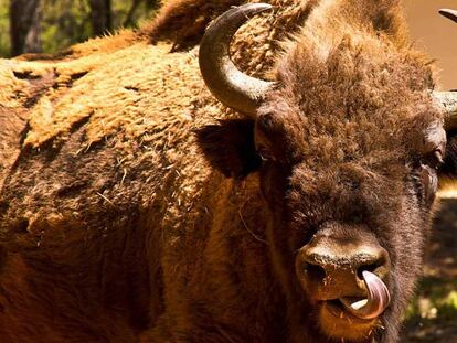 Los bisontes de Valencia murieron por desnutrición antes de ser decapitados