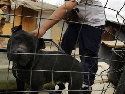 Un perro pitbull, en una foto de archivo. En el vídeo, la presidenta de la protectora de animales de Canarias.