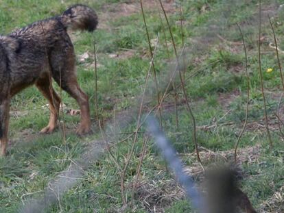 Lobo en el centro de interpretación de Belmonte de Miranda (Asturias).