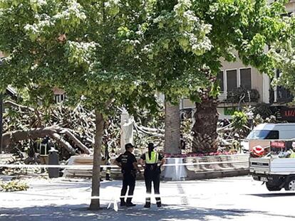 Los servicios de emergencia, este viernes ante el ficus que se desplomó en Murcia.