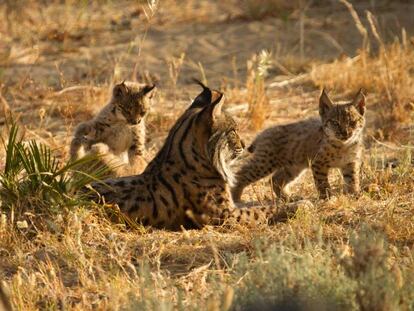 Una hembra de lince y sus crías en el centro El Acebuche de Doñana (Huelva) en una imagen tomada en junio de 2016.